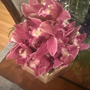 Pink Orchids Bloom