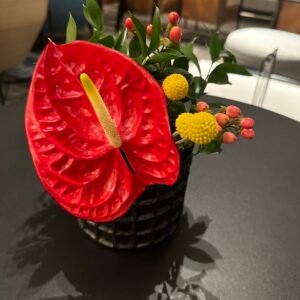 Ginger Blossom Bloom